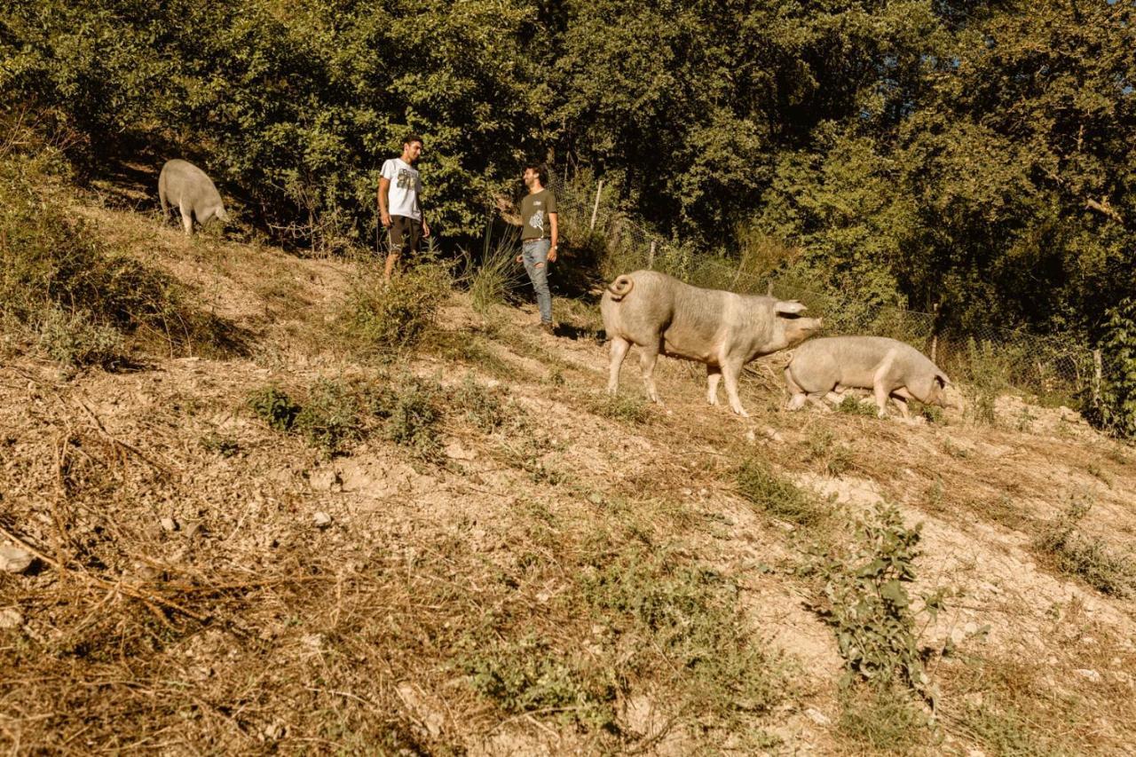 Agriturismo Le Radici أمبيرتيدي المظهر الخارجي الصورة